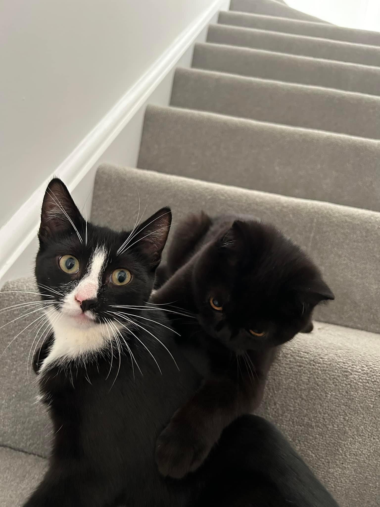 Happy pet (placeholder)